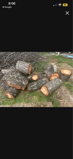 Pecan wood logs firewood or craft