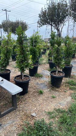 Ficus
