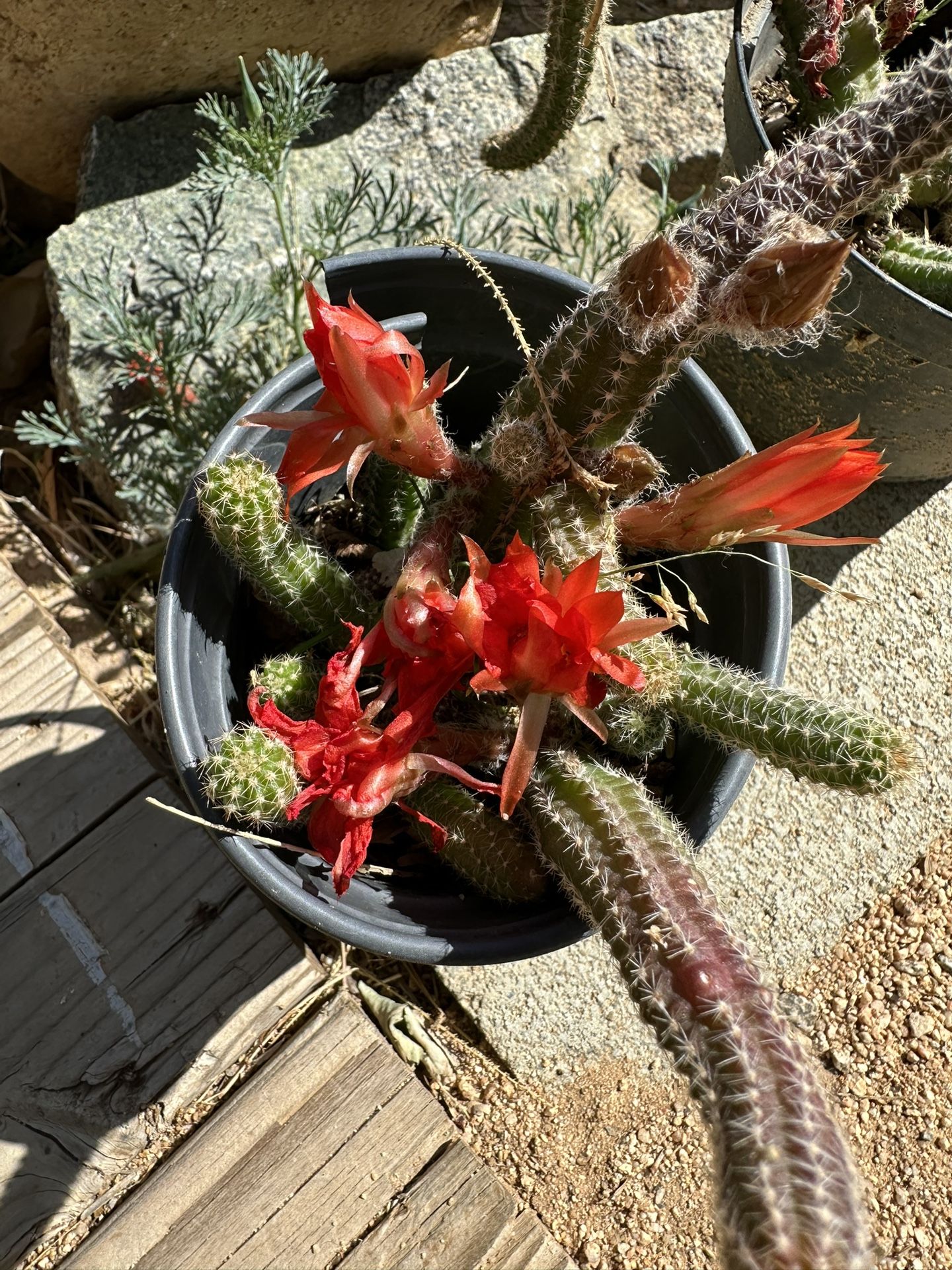 Peanut cactus