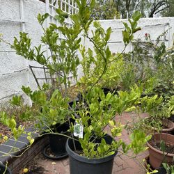 Dwarf Thai (Keiffer) Lime