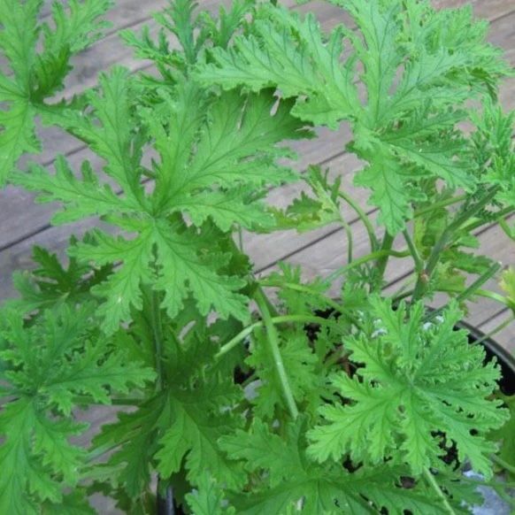 Citronella Mosquito Shoo Plant Cuttings