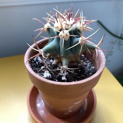 Cactus 🌵 