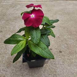 Vinca BEAUTIFUL AND HEALTHY PLANTS ARRIVED. $2 EACH