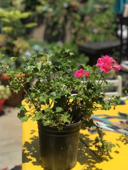 $3 pink geranium plants