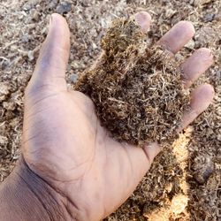 Horse Manure 