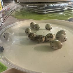 Fertile Quail Eggs
