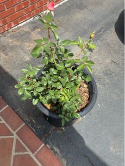 Potted Rose 3-4 years
