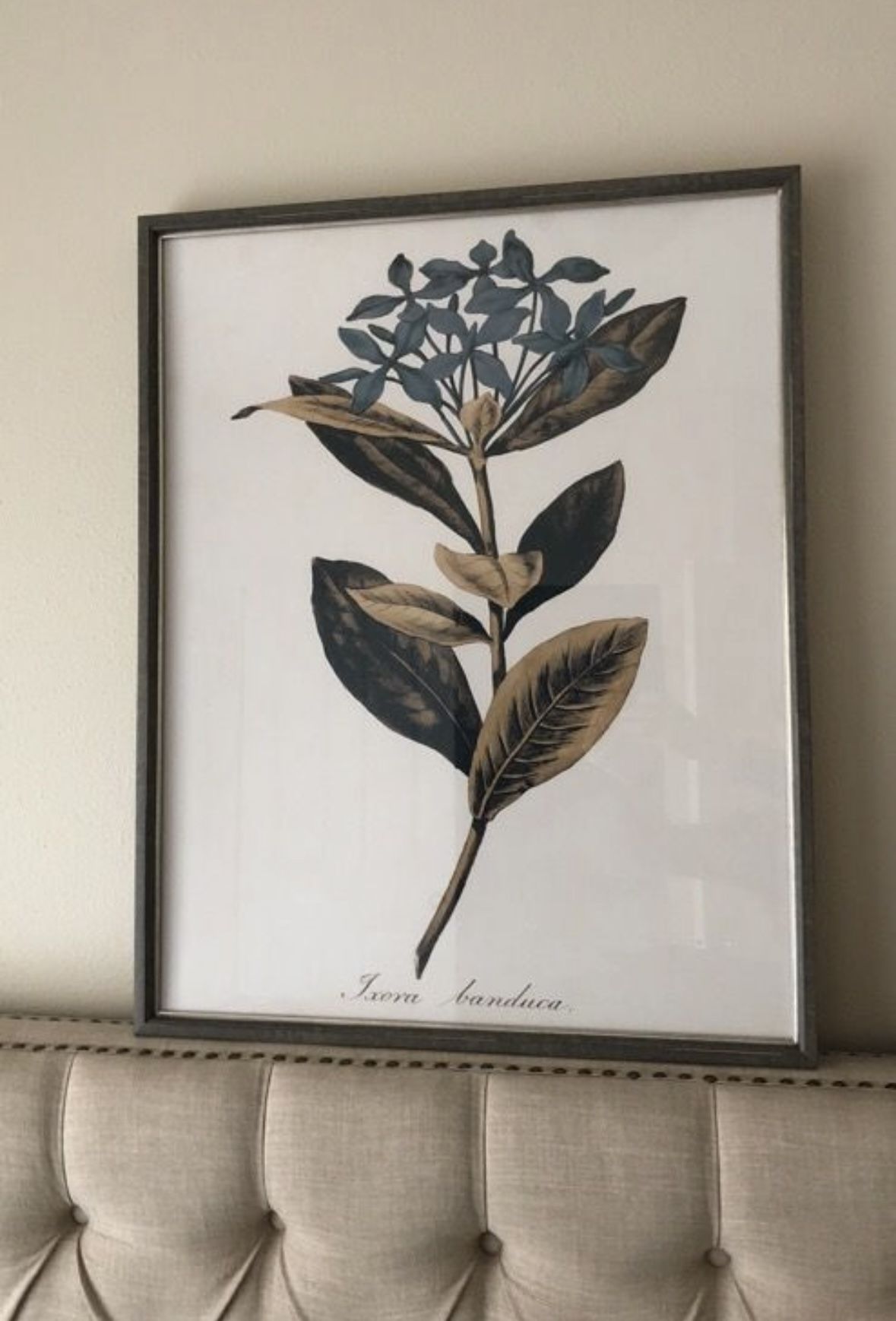 23”x29” framed art botanical print