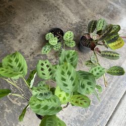 Prayer Plant Collections 
