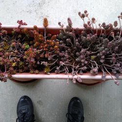 Large Long Tray Of Succulents. Last 3 Pics Shows What's In The Trays. Only Available Until End Of may