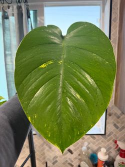 Giant Hawaiian Pothos