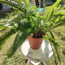 Beautiful Plant