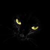 Kitty