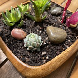 Succulents and Cacti  In Cute Square Pot 2.5"H x 6"x6”.