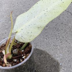 Philodendron Whipple Way Mint Variegated Sprouted Mid Cut Rooted