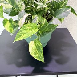 Marble Queen Pothos