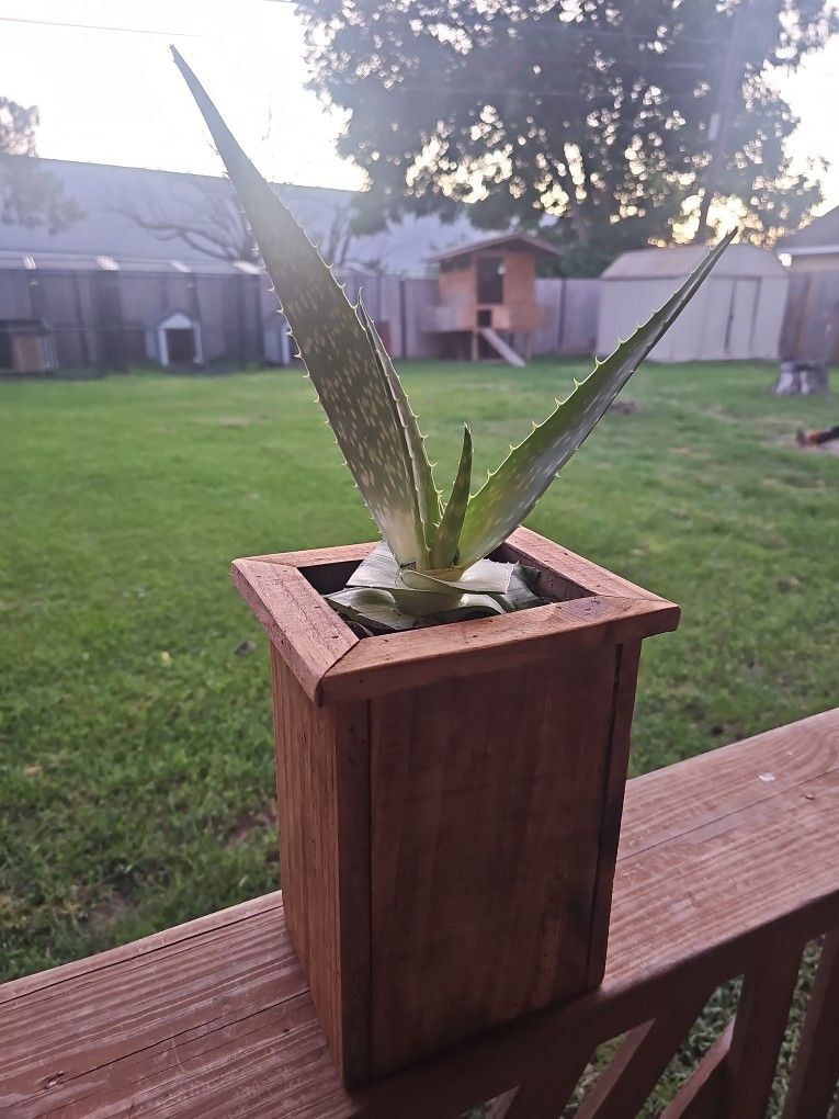 Aloe Vera With Custom Plant Box