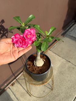6” desert rose