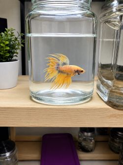 aquarium decoration
