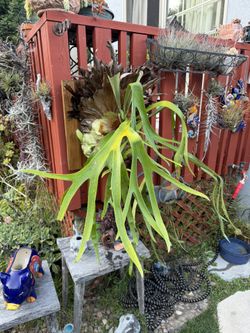 Mature Staghorn Fern With Multiple Babies ( Pups)