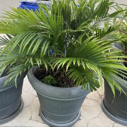 6 Large Outdoor Plastic Planters - 2 Ft Opening 