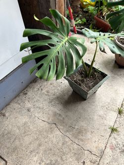 Monter Swiss Cheese Leaf Plant Pot