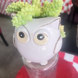 Donkey’s Tail  in Ceramic Owl Pot