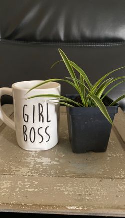 Spider plant baby with mug