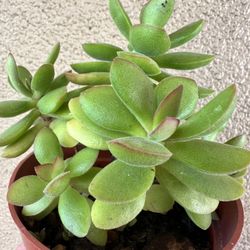 Plants for Sale! 