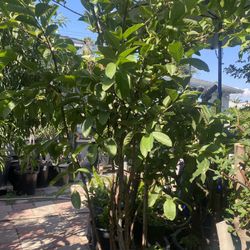 Guava Plant For Sale
