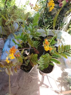Mexican orchids