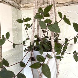 Fuzzy Baby Bunny Bellies Tradescantia Easy To Care House Plant In 5.5"H Ceramic Light Aquamarine Pot.