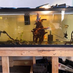 Aquarium 55 Gallon 