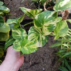 Pothos Philodendron 6" Pot Houseplant