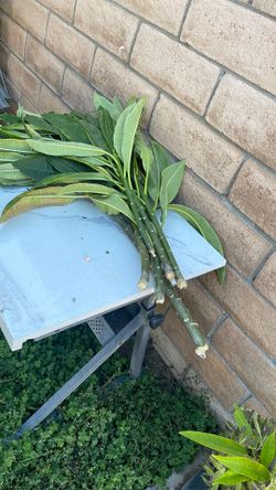 Plumeria