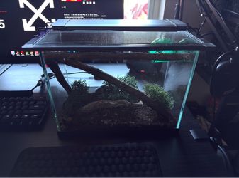 Jumping spider enclosure
