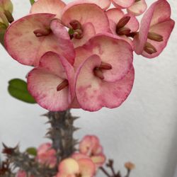 Euphoria Crown Of Thorns Outdoor Full Sun Plant, In 1 Gallon Pot Pick Up Only