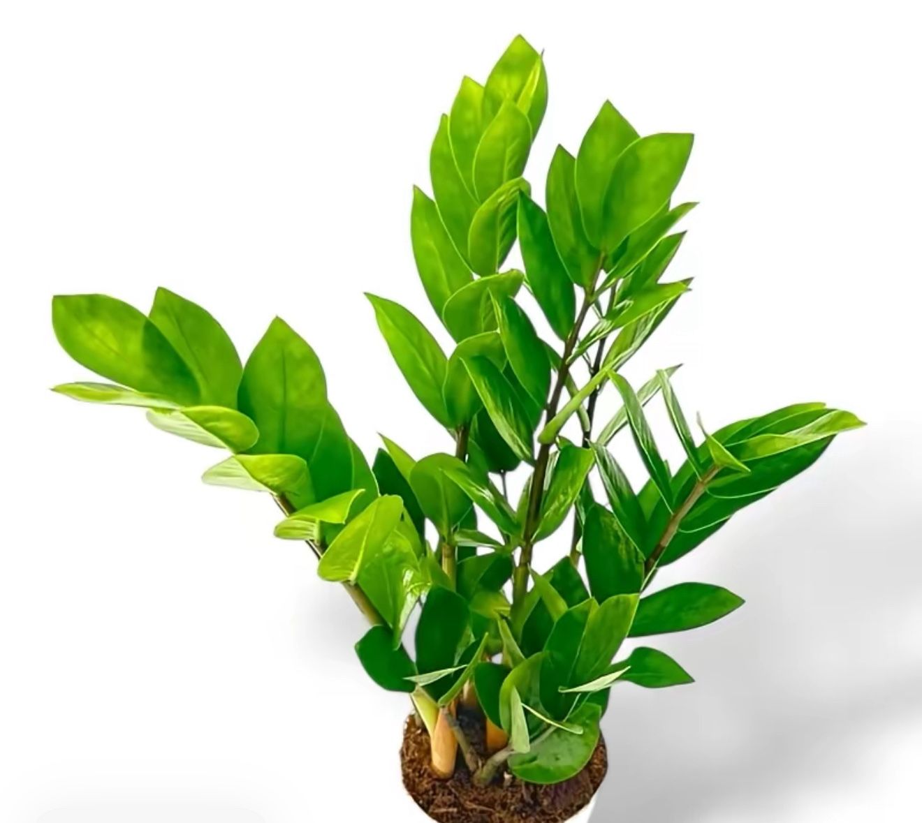 ZZ Money Plant 5 Inch In Big Whit Pot