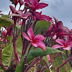 $50 Plumeria Color Rosa