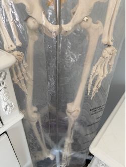 🦴 Full-Size Human Skeleton Anatomy Model with Stand