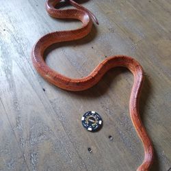 Corn Snake - Adult 5+ ft