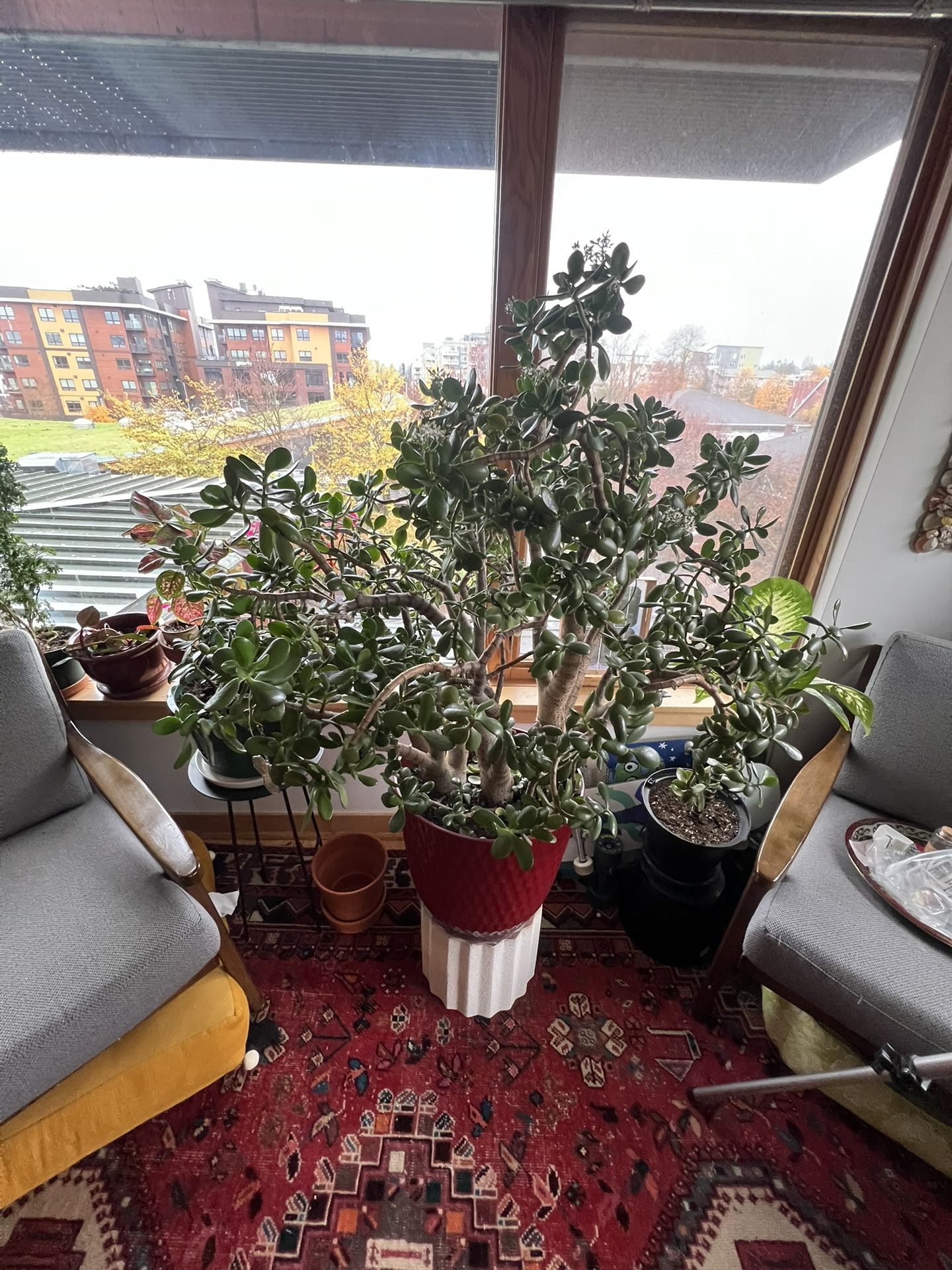 Large Flowering Jade Plant