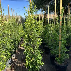 Ficus Nitida Indian Laurel Privacy Hedge