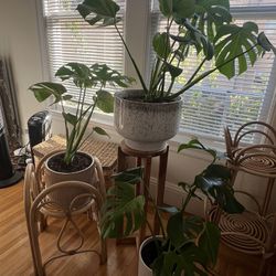 Indoor Plants And Plant Stands 