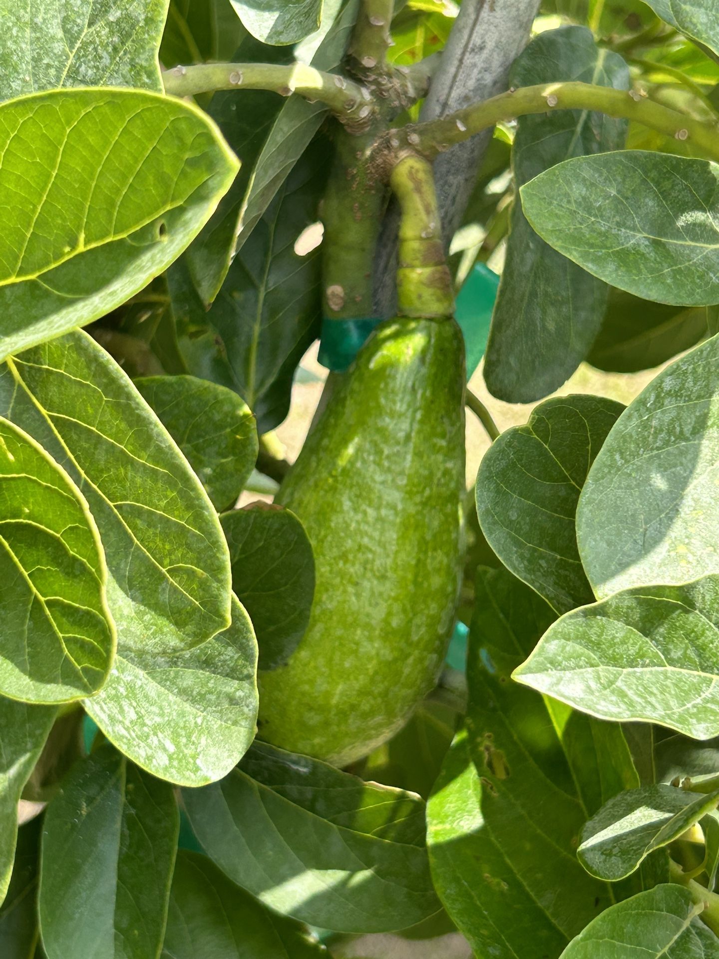 Avocados Tree Catalina Red Plum Ciruelas Jocote for Sale in Bvl, FL