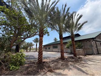 Medjool date palm trees