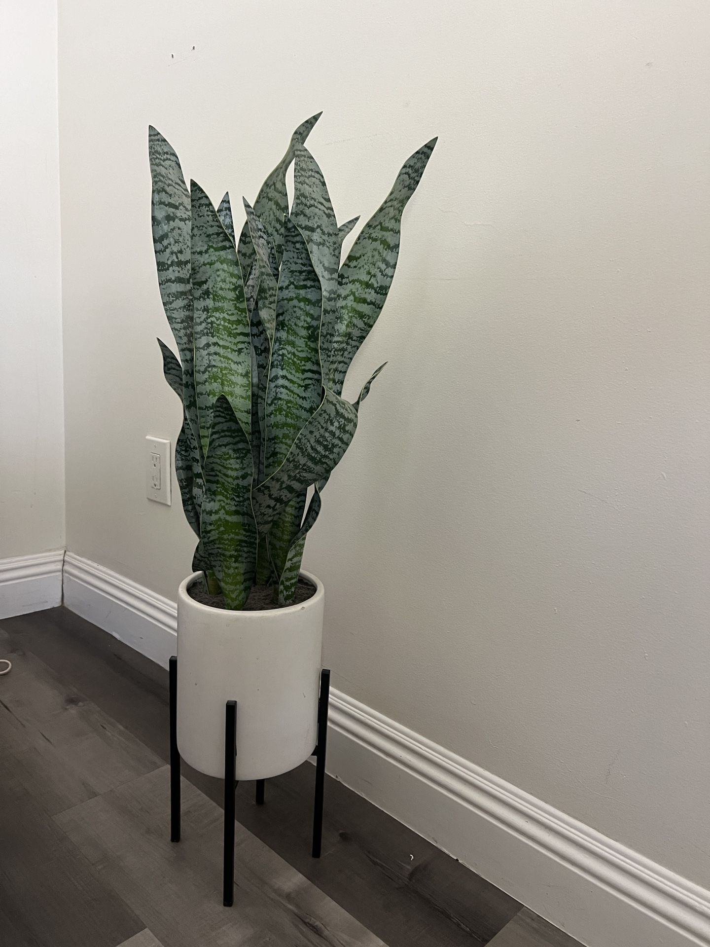 Fake Snake plant