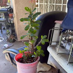 Color Rosa Flor Chichiquita