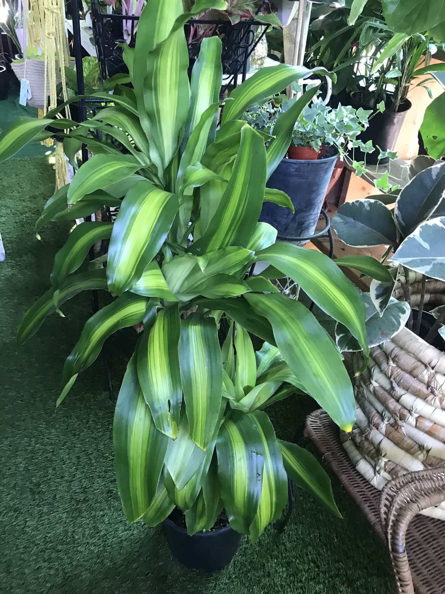 Plants (3gallons x 4ft tall Dracaena Corn “fortune plants” $20)