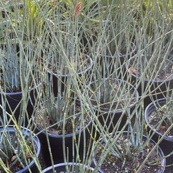 Drought Tolerant Grasses